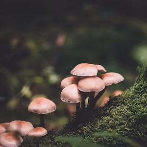 Les champignons dans la mousse symbolisent la richesse des écosystèmes vivants